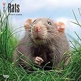 Rats - Ratten 2018 - 18-Monatskalender: Original BrownTrout-Kalender [Mehrsprachig] [Kalender] (Wall livre