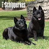 Schipperkes 2018 - 18-Monatskalender mit freier DogDays-App: Original BrownTrout-Kalender [Mehrsprac livre