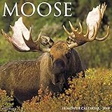 Moose 2018 Calendar livre