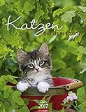 Katzen auf dem Lande - Kalender 2017 livre
