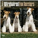 Wirehaired Fox Terriers 18-Month 2014 Calendar livre