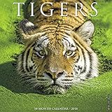 Tigers 2018 Calendar livre