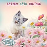 Cats/Katzen 2019: Kalender 2019 (Artwork Edition) livre