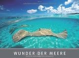 Wunder der Meere 2013 livre