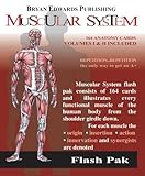 The Muscular System: Volumes 1 and 2 livre