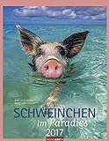 Schweinchen im Paradies - Kalender 2017 livre