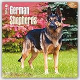 German Shepherds 2016 - Deutsche Schäferhunde - 18-Monatskalender mit freier DogDays-App: Original livre