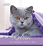 Katzen 2016 - Cats - Postkartenkalender (15 x 16) livre