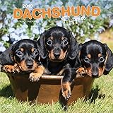 Dachshund Puppies 2019 Calendar livre