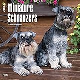 Miniature Schnauzers - Zwergschnauzer 2018 - 18-Monatskalender mit freier DogDays-App: Original Brow livre