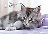 Katzen 2017 - Cats - Bildkalender (42 x 60 geöffnet) - Tierkalender livre