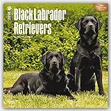 Black Labrador Retrievers 2016 - Schwarze Labradore - 18-Monatskalender mit freier DogDays-App: Orig livre