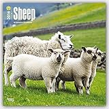 Sheep 2016 - Schafe - 18-Monatskalender: Original BrownTrout-Kalender [Mehrsprachig] [Kalender] (Wal livre