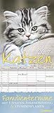 Katzen 2017 - Familientermine 5 Spalten, Katzenkalender - 23 x 45,5 cm livre