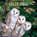 Eulen 2016 - Owls - Broschürenkalender (30 x 60 geöffnet) - Tierkalender - Wandplaner livre