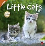 Little Cats Broschurkalender - Kalender 2017 livre