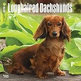 Longhaired Dachshunds - Langhaardackel 2018 - 18-Monatskalender mit freier DogDays-App: Original Bro livre