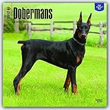 Dobermans - Dobermänner 2017 - 18-Monatskalender mit freier DogDays-App: Original BrownTrout-Kalend livre