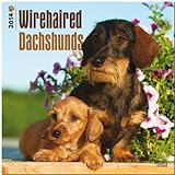 Wirehaired Dachshunds 2014 18-Month Calendar livre
